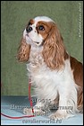 PETERS CAVALIER ADELLI LEYA2 ЧК.jpg